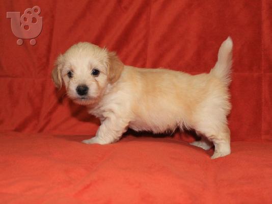 PoulaTo: Havanese Bichon Πωλούνται κουτάβια